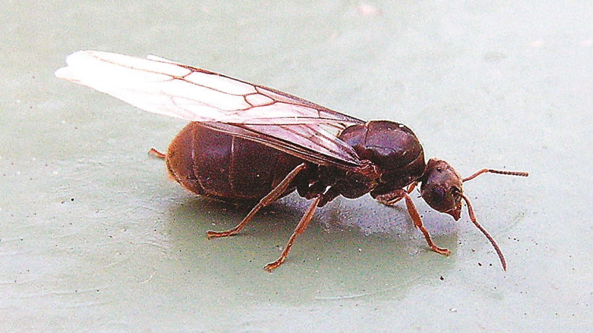 ant picnic c2 ant picnic c2